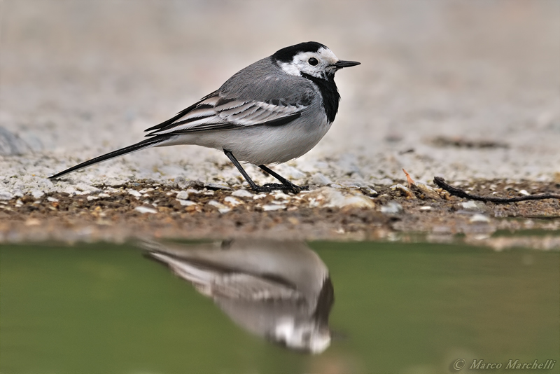 Motacillidi: Ballerina bianca, gialla e cutrettole